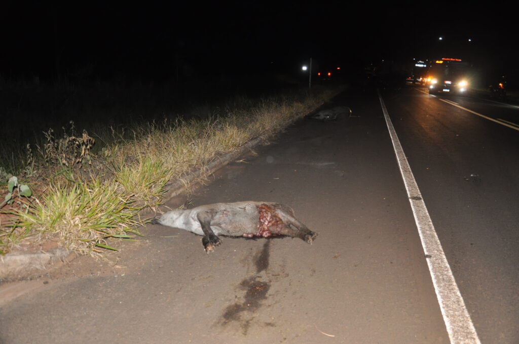 Colis&atilde;o entre um ve&iacute;culo f&uacute;nebre e uma caminhonete deixa uma pessoa morta na BR-060 em Chapad&atilde;o do Sul 