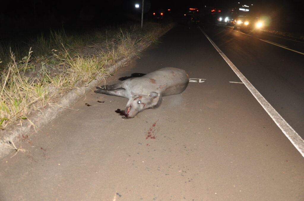 Colis&atilde;o entre um ve&iacute;culo f&uacute;nebre e uma caminhonete deixa uma pessoa morta na BR-060 em Chapad&atilde;o do Sul 