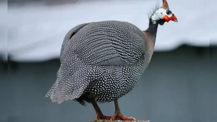 galinha de angola