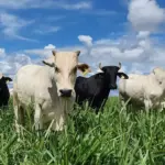 Em Nota Oficial, associações de pecuária do Brasil se posicionam contra proibir o uso de antimicrobianos no país inteiro para atender UE