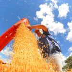 Safra de MS deve crescer 6% e chegar a 30,3 milhões de toneladas