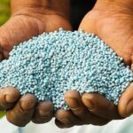 O Marrocos firmou um compromisso com o Brasil para ampliar o fornecimento de fertilizantes de 3,8 milhões de toneladas do insumo para o ciclo 2026/2027.