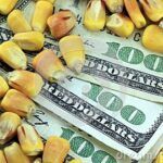Milho sobe na B3 com apoio externo e dólar