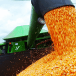 Preços do milho resistem com vendas mais cautelosas