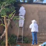 Ataque de abelhas deixa feridos e mobiliza equipes no Centro de Alto Taquari