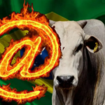 Boi gordo mantém queda veja as cotações