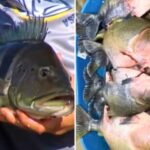 Veja lista de peixes exóticos que podem ser capturados e transportados após nova regra de pesca em Goiás