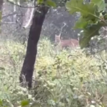 Vaqueiros flagram onça-parda em plena luz do dia em fazenda de Paraíso das Águas
