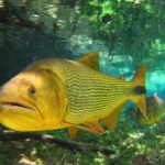 ‘Rei do Rio’: por que este peixe não pode ser pescado em MS; multa chega a R$ 5 mil