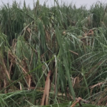 Temporal pode ter atingido até 40 mil hectares de cana, avalia Orplana