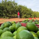 Aparecida do Taboado: Justiça reconhece trabalho semelhante à escravidão em colheita de limão