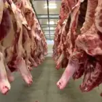 Frigoríficos de MS dão férias coletivas e reduzem abate de carne bovina após Brasil atingir 80% de cota da China