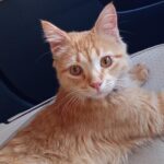 Família procura por gato desaparecido e faz apelo por informações em Chapadão do Sul