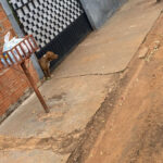 Corpo de Bombeiros captura novamente Pit Bull solto após ataques a trabalhadores em Chapadão do Sul
