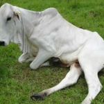 Goiás registra 17 casos de raiva em animais de produção e reforça alerta aos pecuaristas