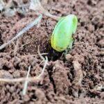 El Niño acende alerta para início do plantio da soja em Mato Grosso do Sul
