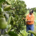 Encontro Regional de Produtores vai discutir estratégias de manejo do greening em Cassilândia