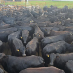 Chapadão do Sul (MS): novilhas Angus atingem 23 arrobas e 55% de rendimento