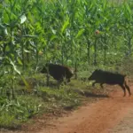 Enquanto colheita avança, javalis provocam danos em lavouras de milho de MS