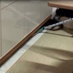 “Crio cachorro pra matar”: mulher é denunciada por vídeo de ataque a gato em MS