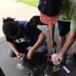 Vacinação antirrábica urbana imunizou 444 animais no primeiro final de semana em Cassilândia