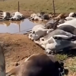 Descarga elétrica mata 62 bois e causa prejuízo de r$ 223 mil em fazenda de Goiás
