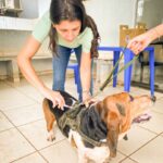 Vacinação antirrábica avança pelos bairros de Chapadão do Sul e terá nova ação neste sábado (19)