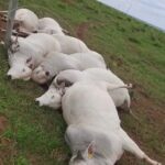 Sete touros morrem eletrocutados em fazenda de MS e prejuízo chega a R$ 112 mil