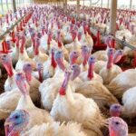 México suspende importações de produtos avícolas do Brasil após foco de Newcastle em SC