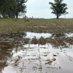 MS Safra 2026/27: excesso de chuva exige atenção no campo
